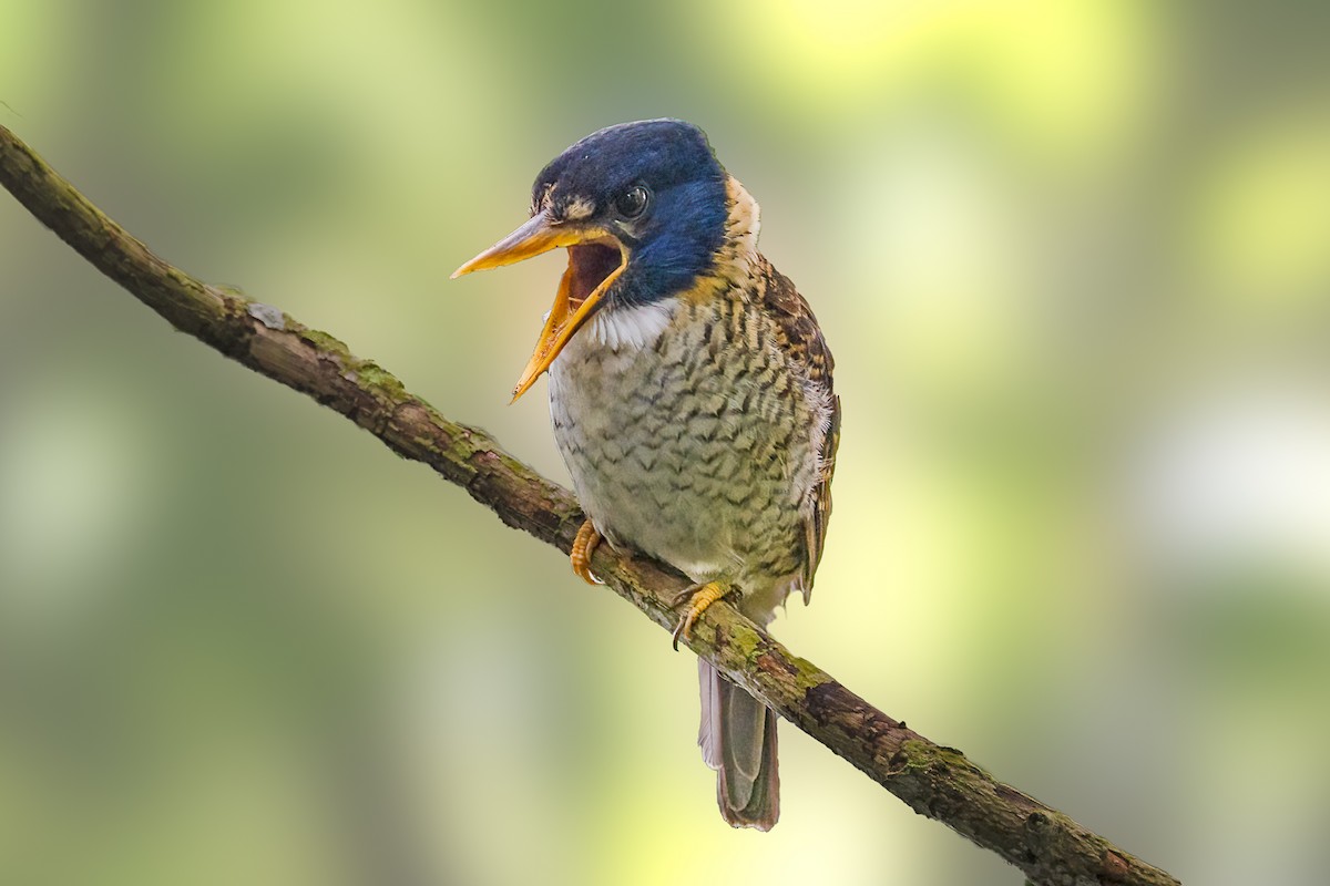 Scaly-breasted Kingfisher - ML646232182