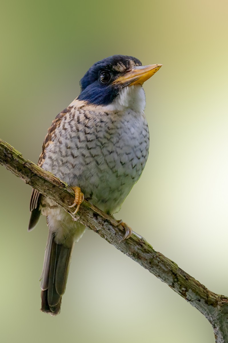 Scaly-breasted Kingfisher - ML646232183