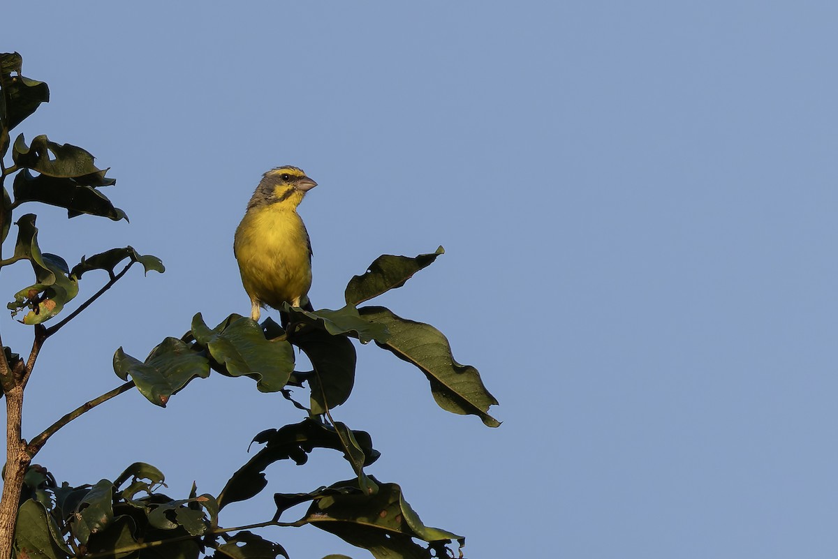 Txortxinta kopetahoria - ML646232184