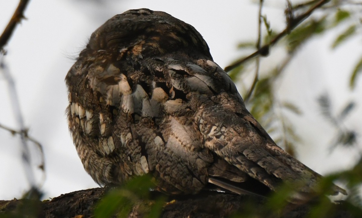 Indian Nightjar - ML646232185