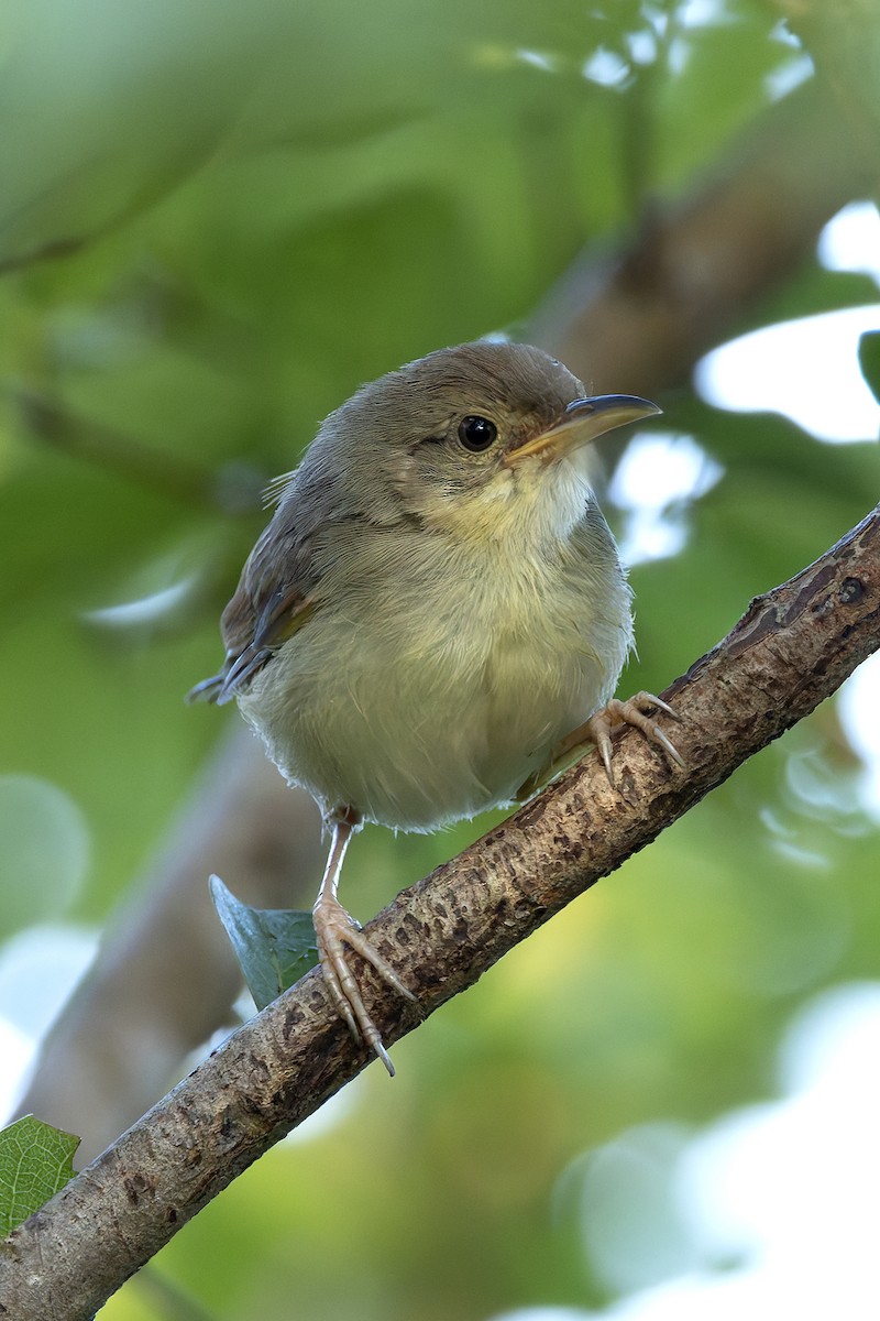 Singing Cisticola - ML646232186