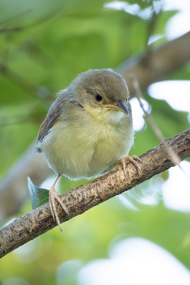 Singing Cisticola - ML646232187