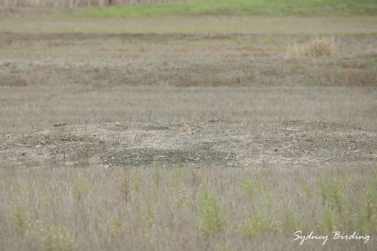 Burrowing Owl - ML646232189
