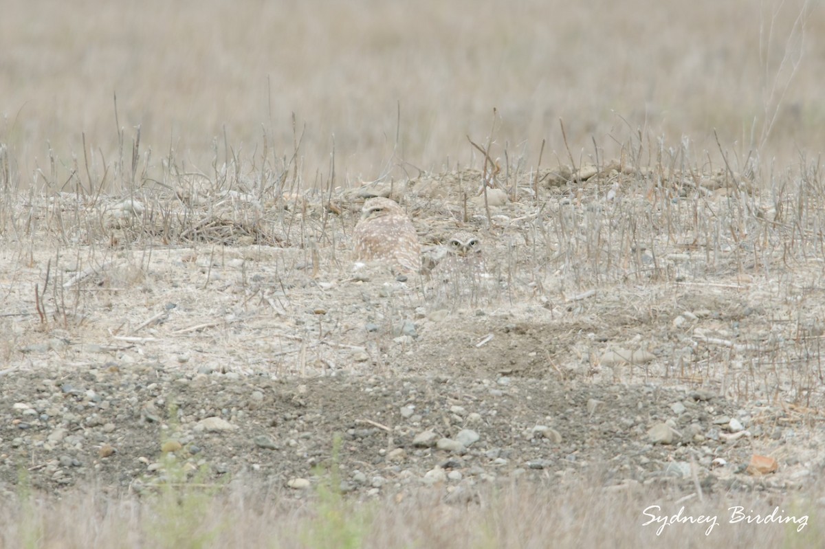 Burrowing Owl - ML646232190