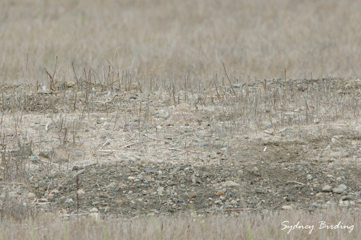 Burrowing Owl - ML646232191