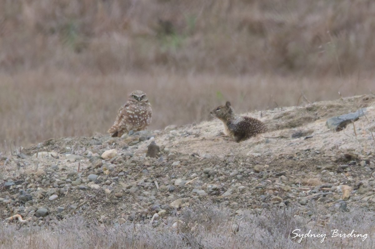 Burrowing Owl - ML646232192