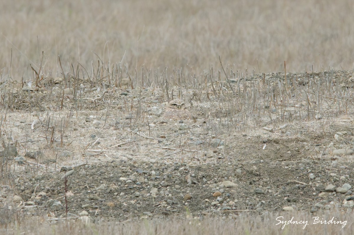 Burrowing Owl - ML646232193