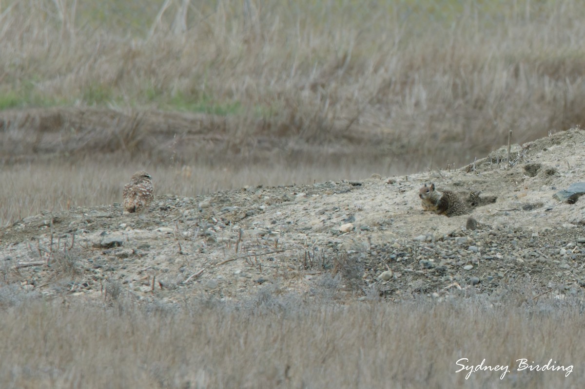 Burrowing Owl - ML646232194