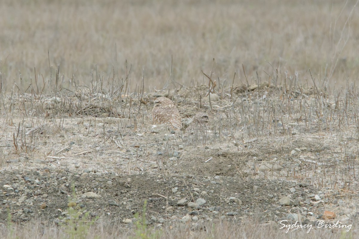 Burrowing Owl - ML646232195
