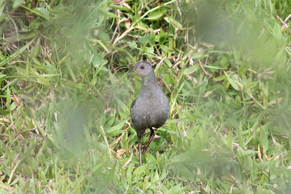 Ash-throated Crake - ML646232196