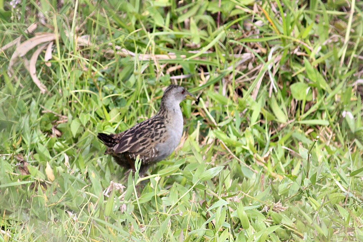 Ash-throated Crake - ML646232197