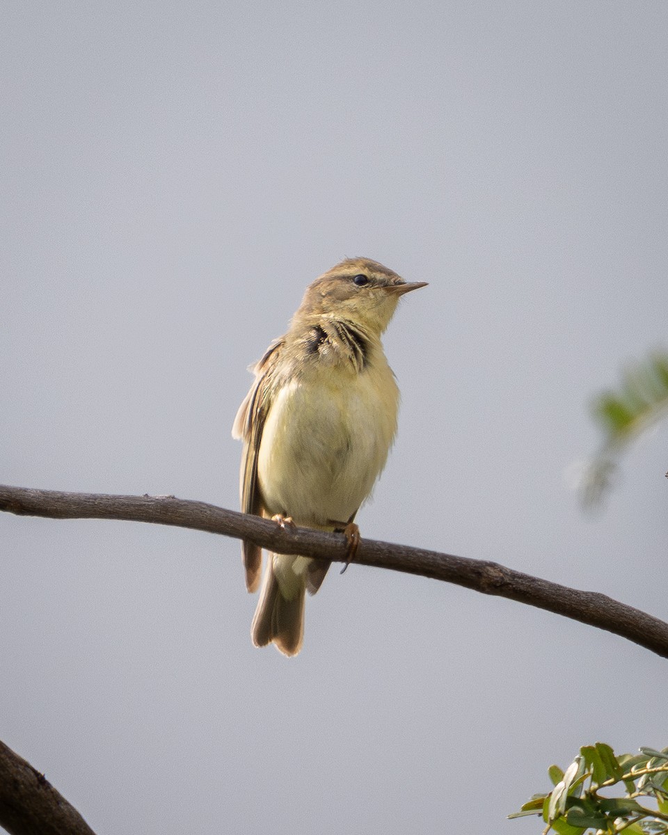 Txio horia - ML646232199