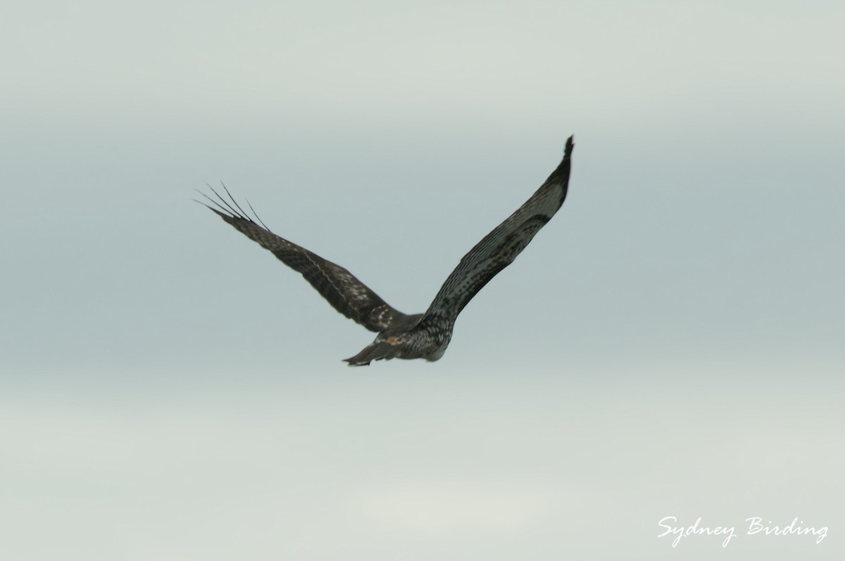 Zapelatz buztangorria - ML646232201