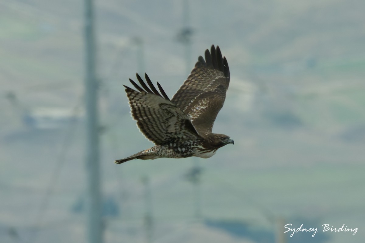 Zapelatz buztangorria - ML646232202