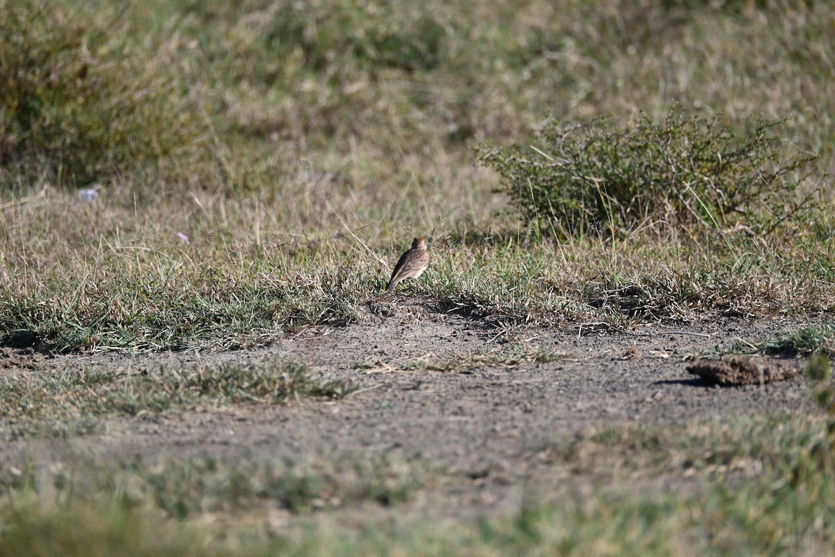 Red-capped Lark - ML646232203