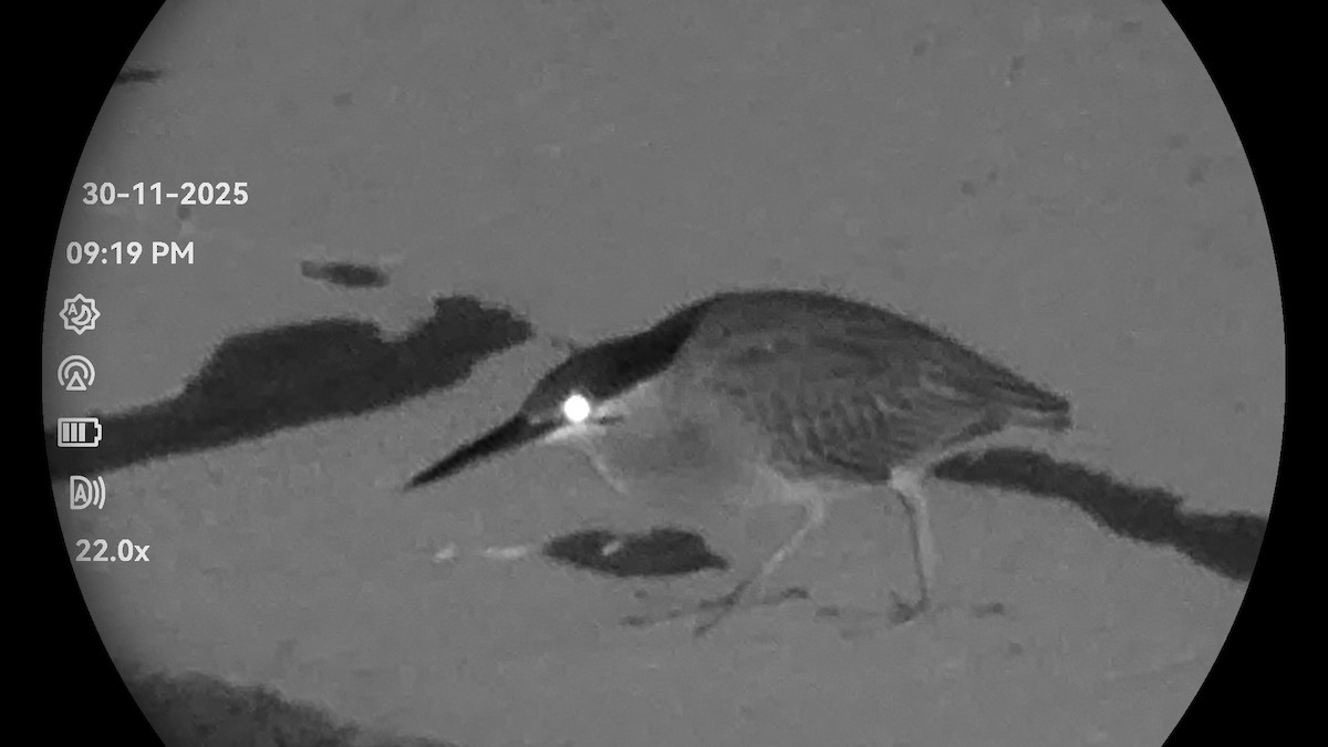 Little Heron - ML646232204