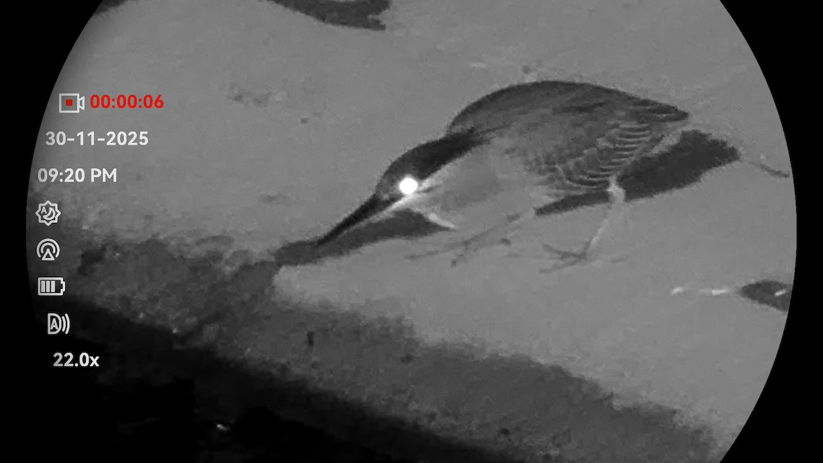 Little Heron - ML646232205