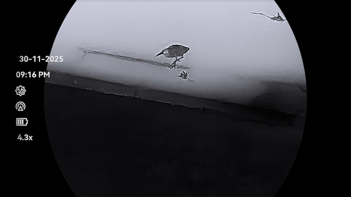 Little Heron - ML646232206