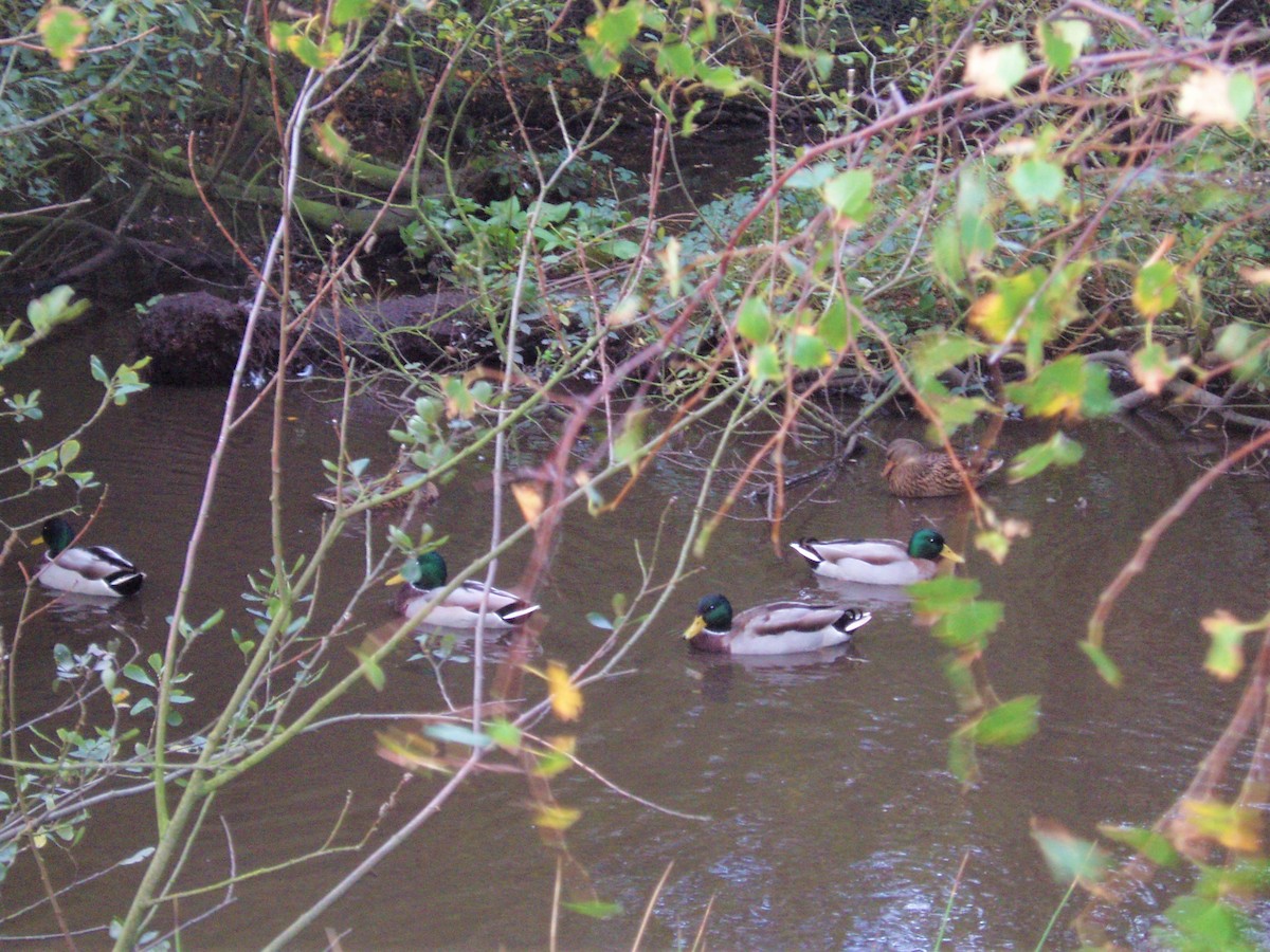 Basahatea - ML646232208