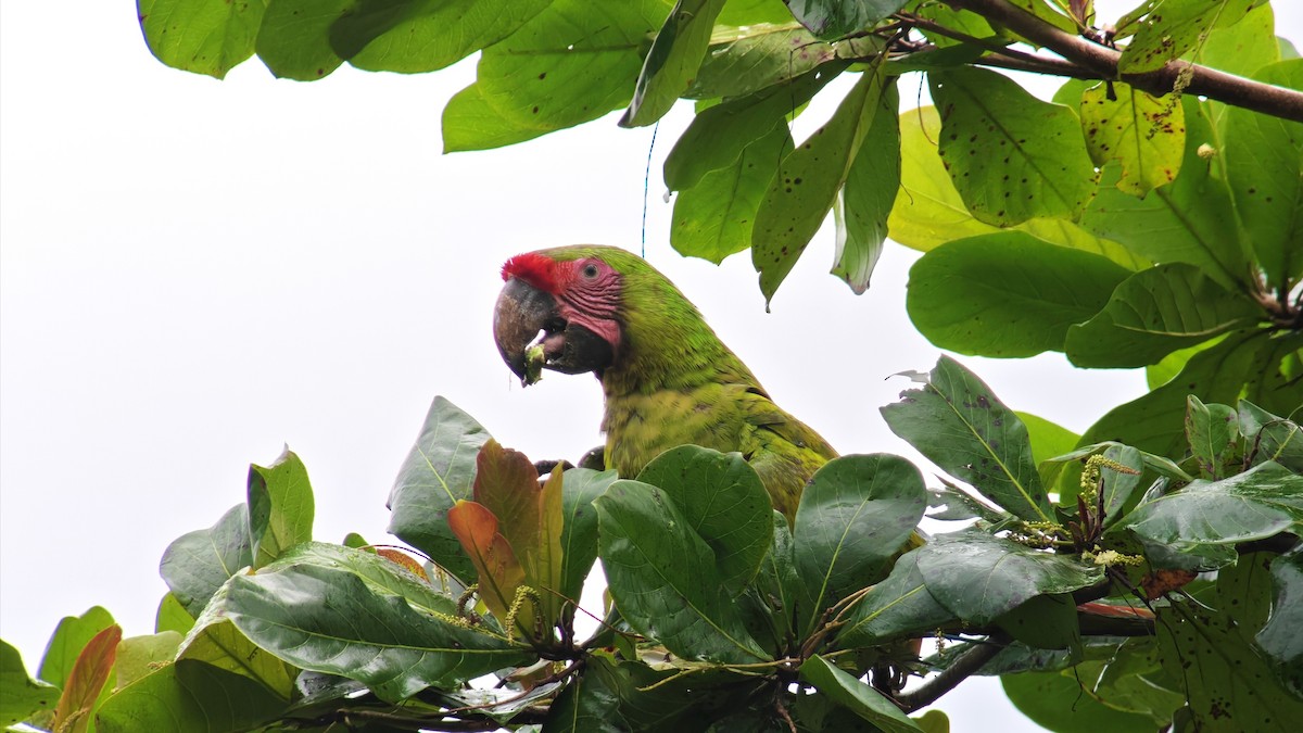 Great Green Macaw - ML646232211
