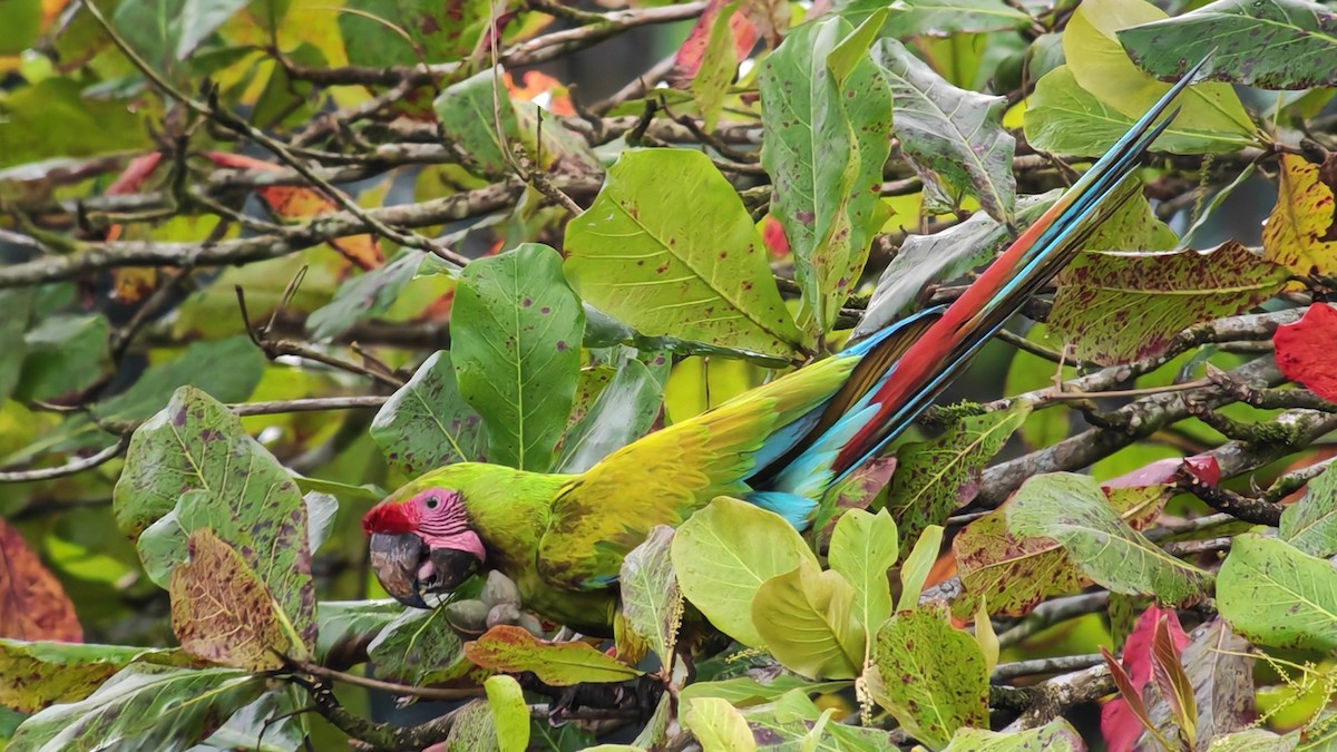 Great Green Macaw - ML646232212