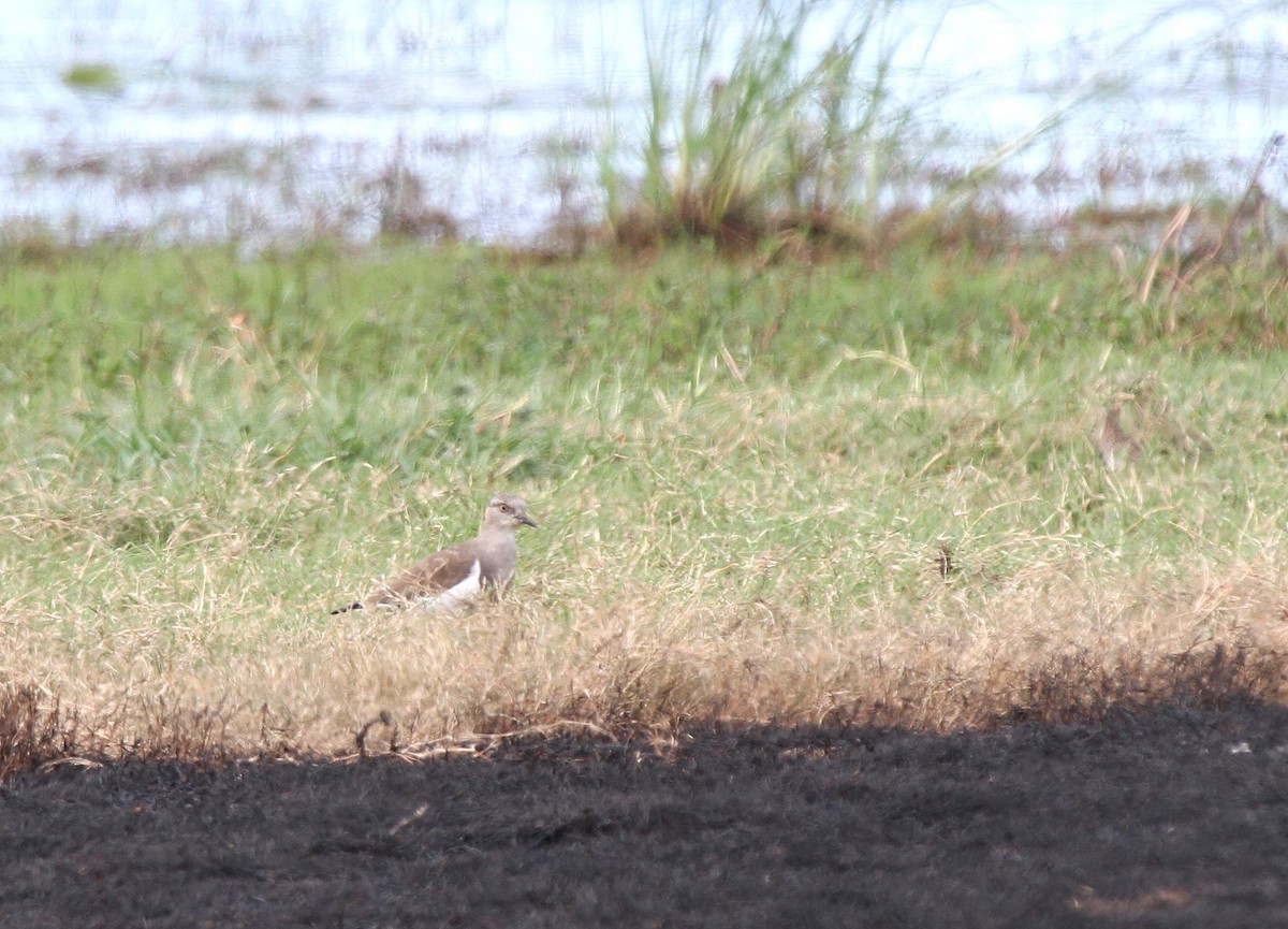 Senegal Lapwing - ML646232218