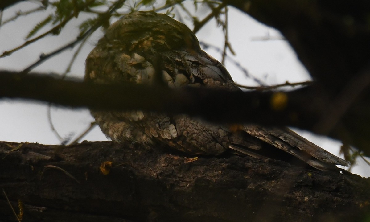 Jungle Nightjar - ML646232219