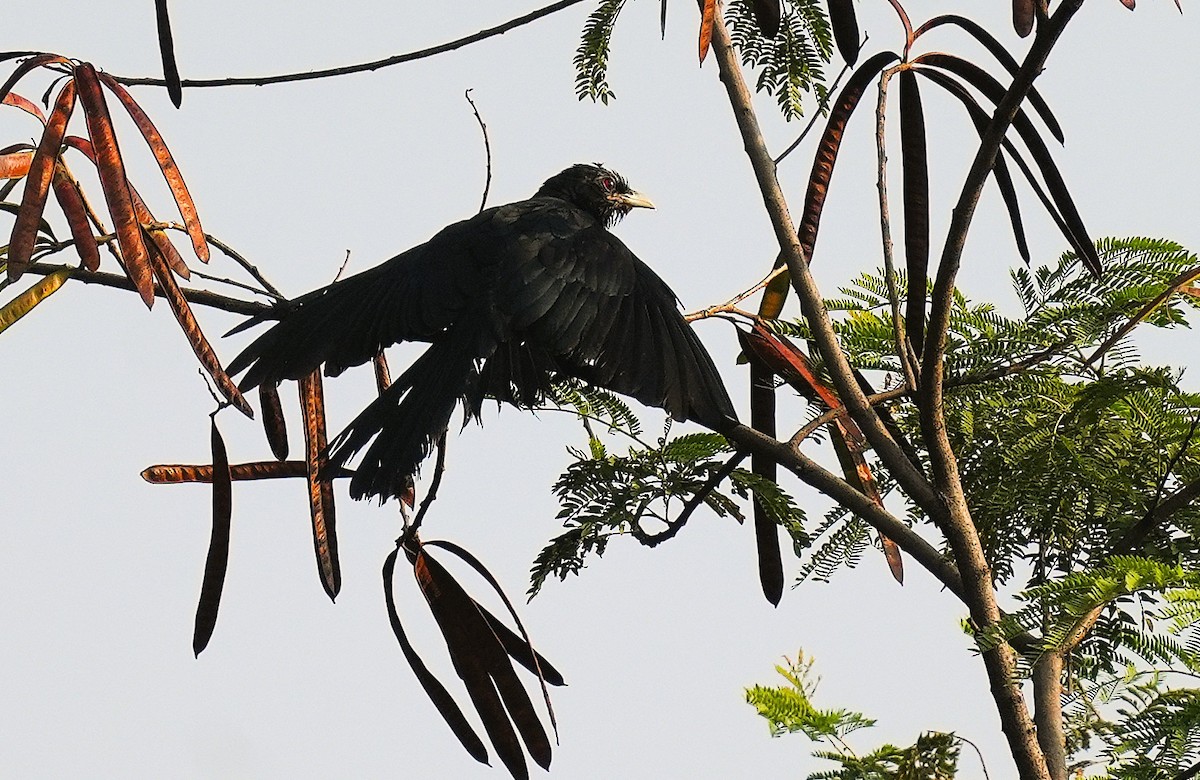 Asian Koel - ML646232220