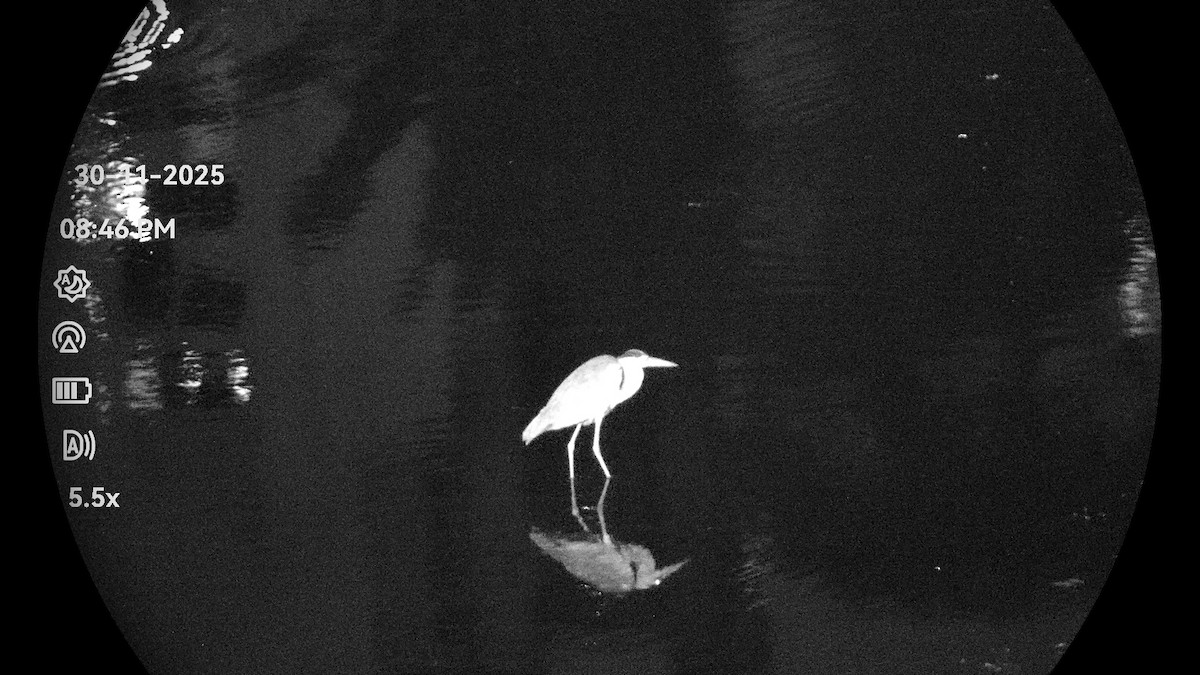 Gray Heron - ML646232221