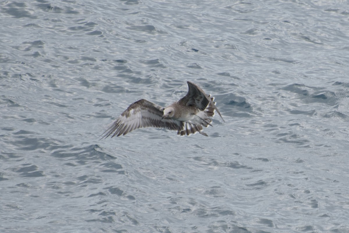 Audouin's Gull - ML646232222