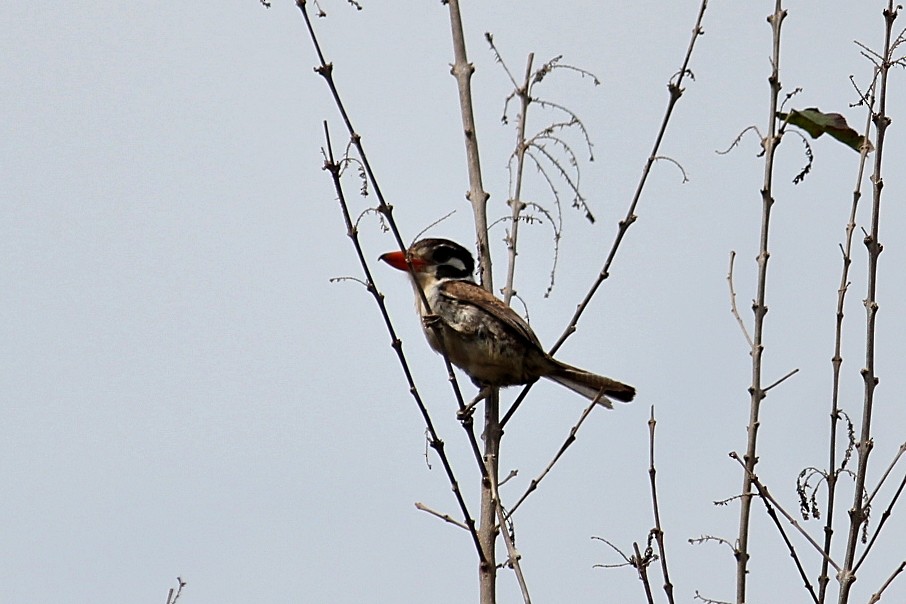 White-eared Puffbird - ML646232223
