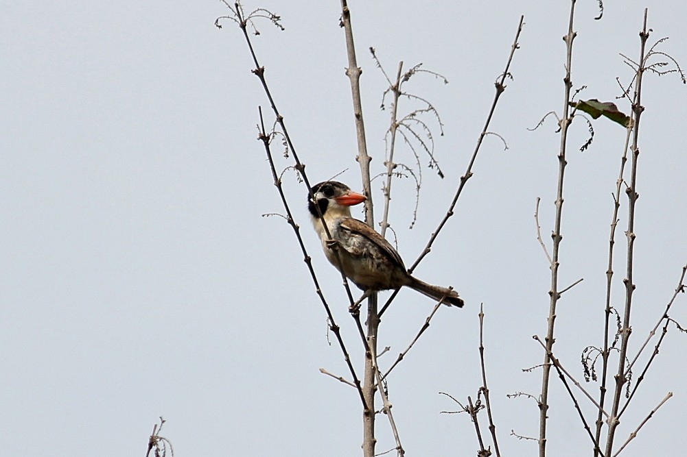 White-eared Puffbird - ML646232224