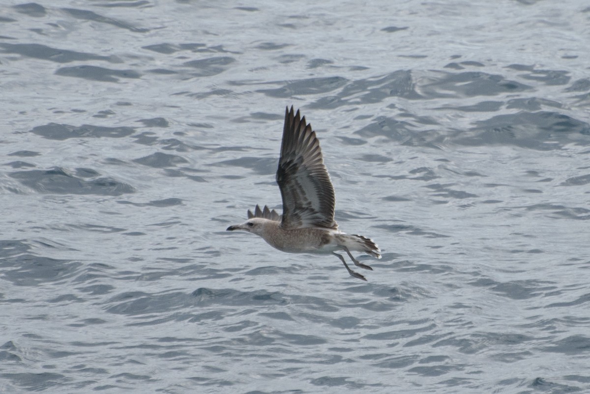Audouin's Gull - ML646232225