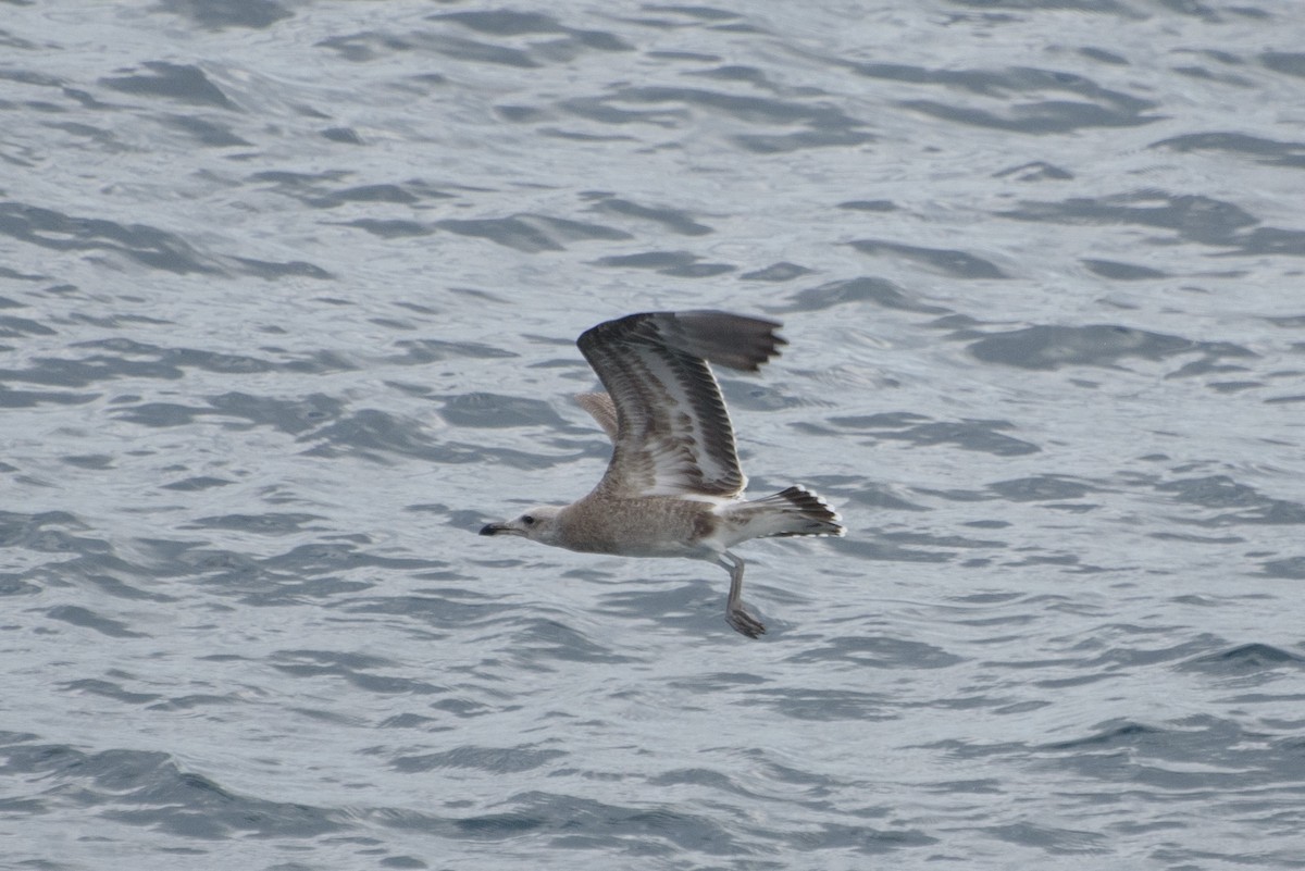 Audouin's Gull - ML646232226