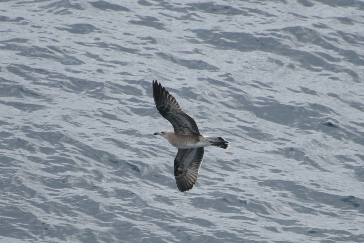 Audouin's Gull - ML646232227