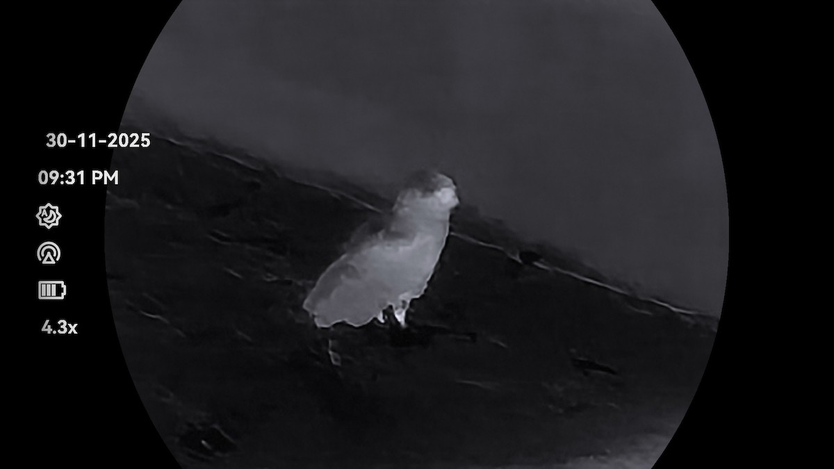 Buffy Fish-Owl - ML646232228