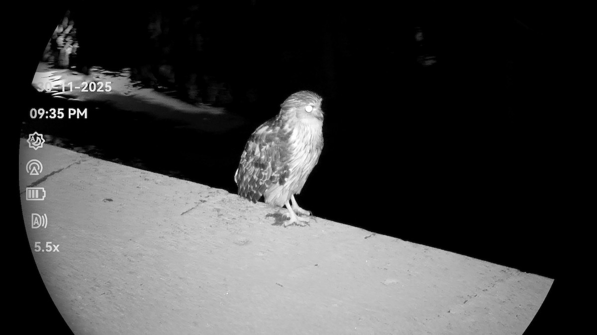 Buffy Fish-Owl - ML646232229