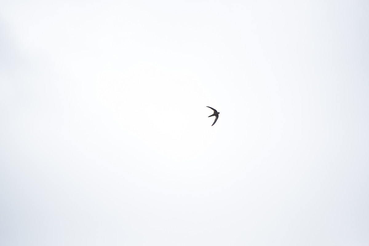 Plain Swift - ML646232230