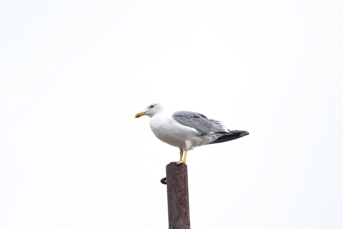 Yellow-legged Gull (atlantis) - ML646232231
