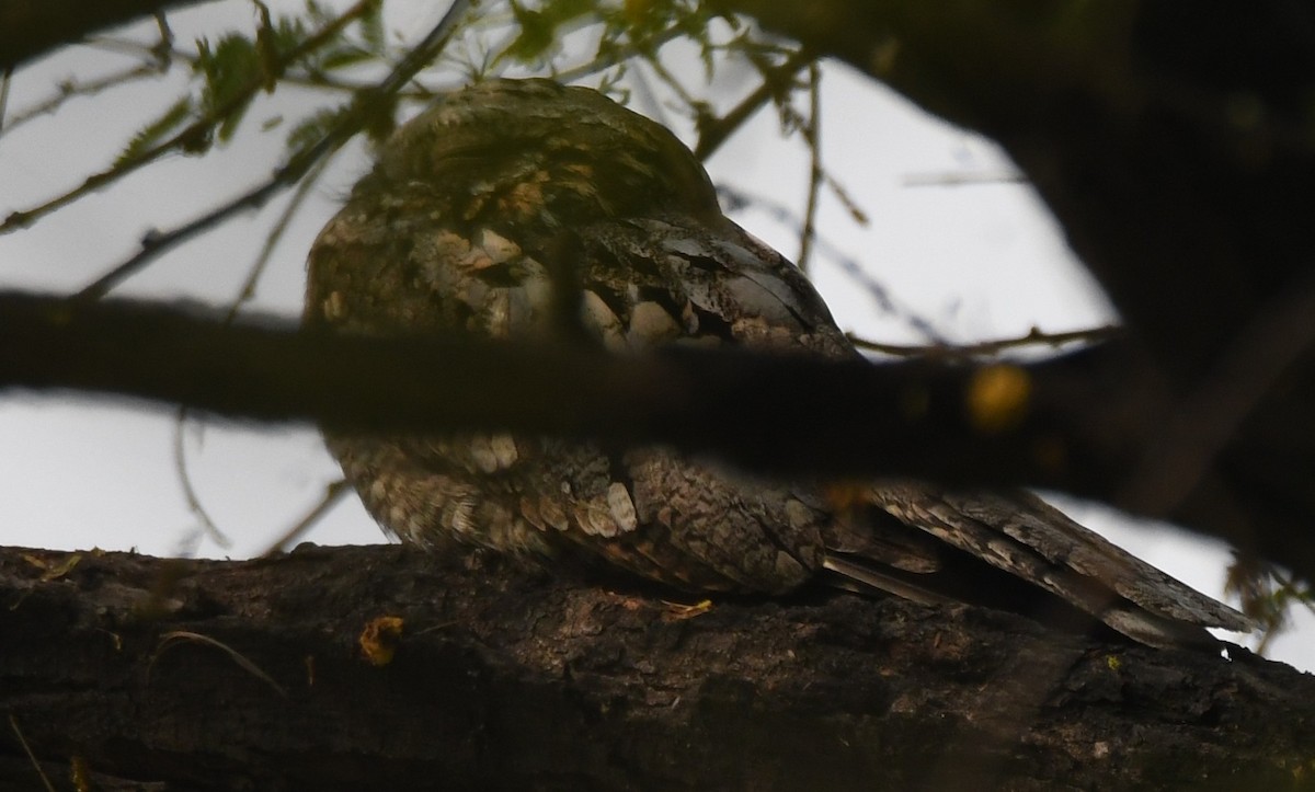 Jungle Nightjar - ML646232232