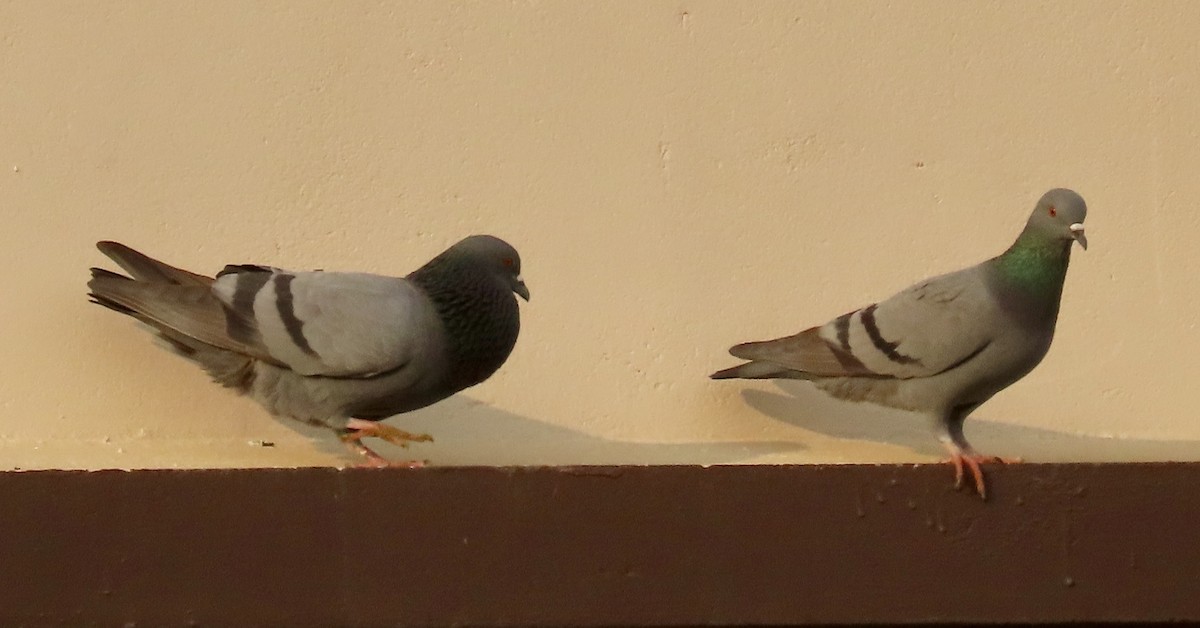 Rock Pigeon (Feral Pigeon) - ML646232233