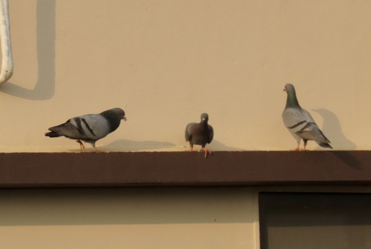 Rock Pigeon (Feral Pigeon) - ML646232234