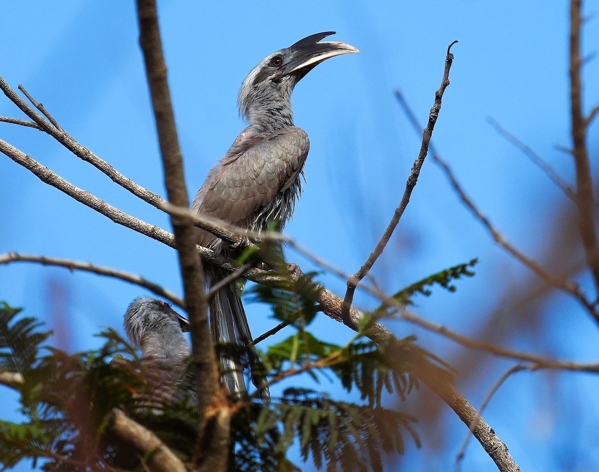 Indian Gray Hornbill - ML646232235