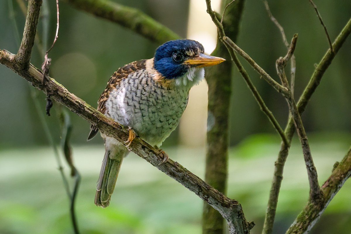 Scaly-breasted Kingfisher - ML646232237