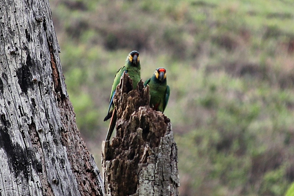 Blue-winged Macaw - ML646232239