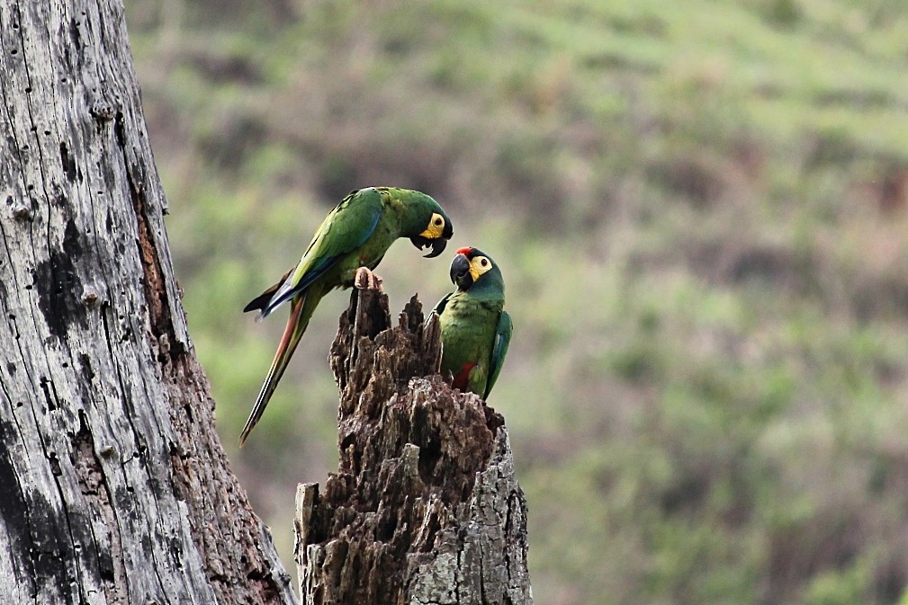 Blue-winged Macaw - ML646232240