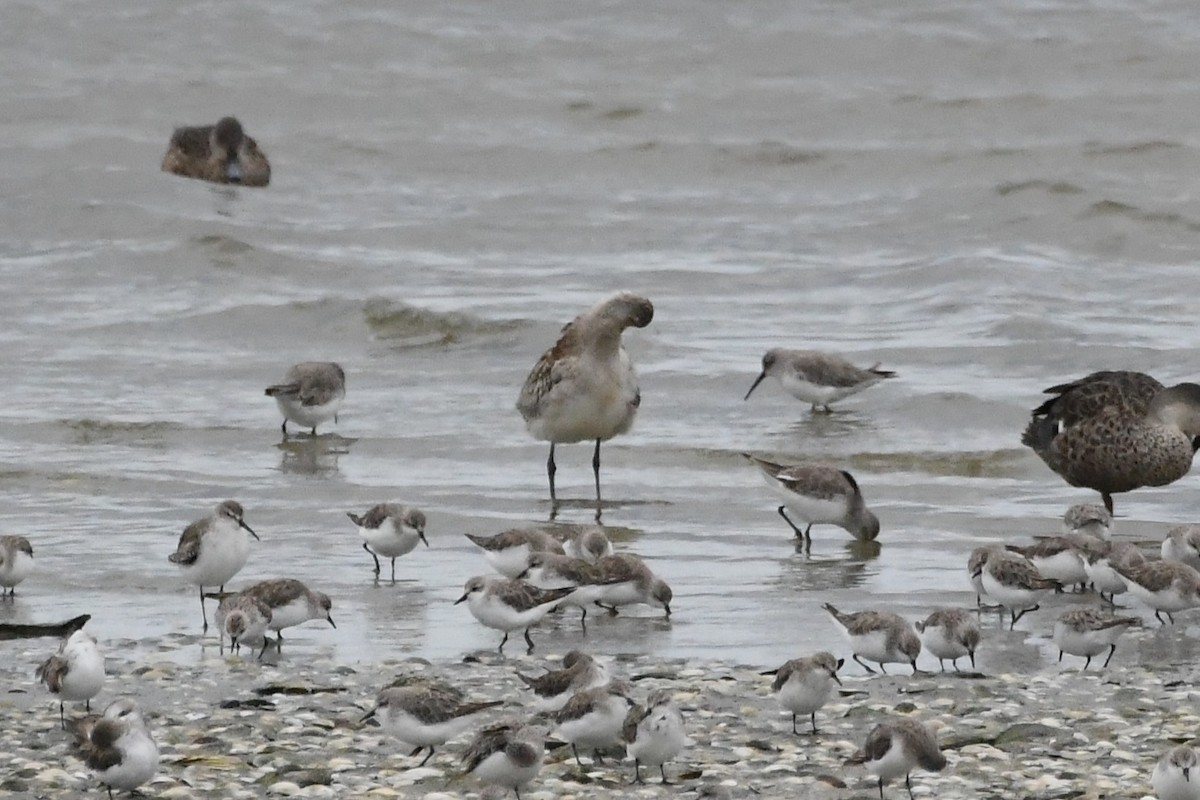 Bar-tailed Godwit - ML646232241