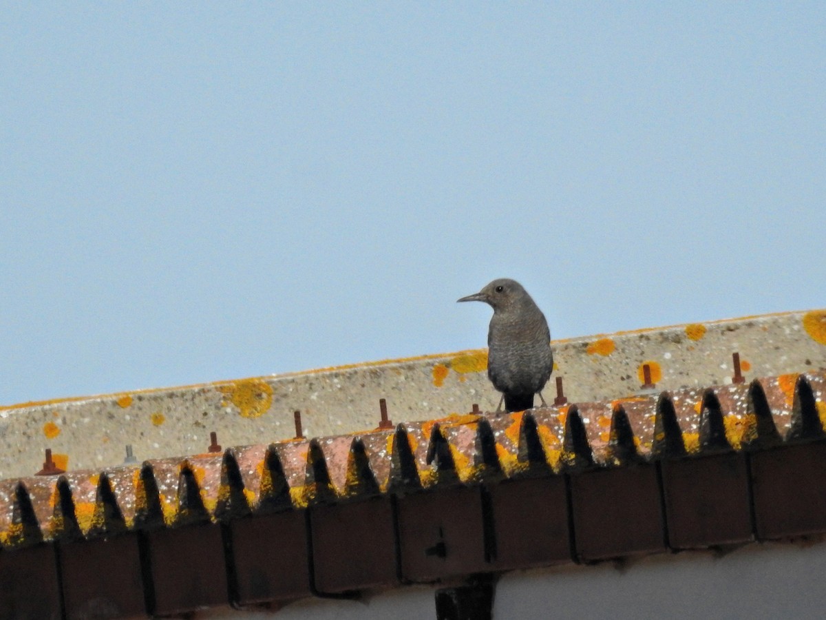 Blue Rock-Thrush - ML646232243