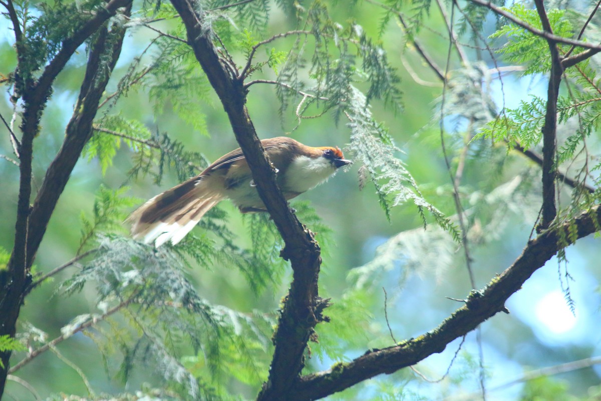 Rufous-crowned Laughingthrush - ML646232244