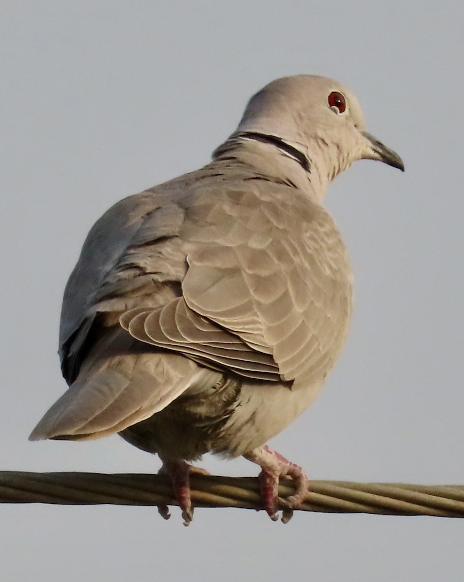 Eurasian Collared-Dove - ML646232245